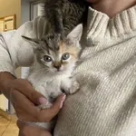 Nr: 385/2024 - Kot z Fundacja Mam Pomysł