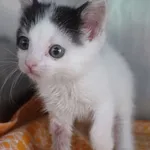 INTERWENCJA 24.08.2024.