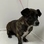 Gostynin 616093902534541 mieszaniec brązowy pręgowany pies 337/2024