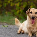 Pies do adopcji, Nowodwór, 22 sierpnia 2024