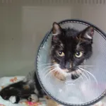 KOTKA Z INTERWENCJI 28.08.2024