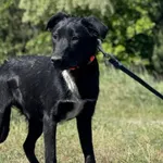 Imię; Miłek Płeć : Samiec Wiek: Październik 2023 Wielkość: Mały Kastracja/sterylizacja: Tak Inne Psy: Akceptuje towarzystwo suczek i psów. Dzieci: W wieku szkolnym Charakter: Energiczny psiak, w trakc