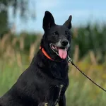 Imię: Babuszka Chip: 939000011015284 Płeć : Samica Wiek: Styczeń 2010 Wielkość: Średnia Kastracja/sterylizacja: Tak Inne Psy: Akceptuje towarzystwo suczek i psów. Dzieci: W wieku szkolnym Charakter: S