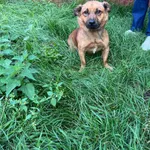 Znaleziono psa, Czartki, 29 sierpnia 2024