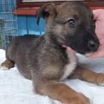 Somat to piesek przywieziony w dniu 06.08.2024r z terenu gm. Dziadkowice, szczenię kontaktowy