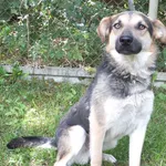 Cyd to pies przywieziony w dniu 13.06.2024r z terenu gm. Radzanów, średni, kontaktowy