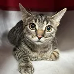 Znaleziono kota, Toruń, 19 sierpnia 2024