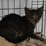 Znaleziono kota, Toruń, 22 sierpnia 2024