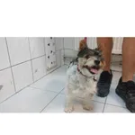 Znaleziono psa, Białystok, 11 sierpnia 2024