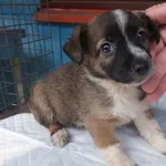 Stefcia to suczka przywieziona w dniu 06.08.2024r z terenu gm. Dziadkowice, szczenię, kontaktowa