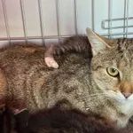 Nr: 399/2024 - Kot z Żarów