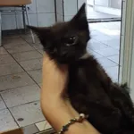 Znaleziono kota, Toruń, 20 sierpnia 2024