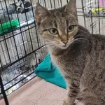 Znaleziono kota, Toruń, 19 sierpnia 2024