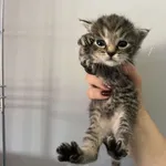 Nr: 403/2024 - Kot z Żarów