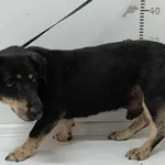 Gostynin 616093902532068 mieszaniec czarny podpalany pies 335/2024