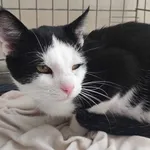 Znaleziono kota, Toruń, 20 sierpnia 2024