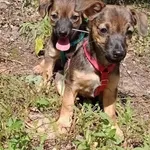 Kurka I Gąska Marzą O Wspólnym Domu