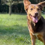 Imię: Czekoladka Wiek: styczeń 2010 Płeć: samica Wielkość: mała Kastracja/sterylizacja: Tak Inne Psy: Akceptuje towarzystwo suczek i psów. Dzieci: W wieku szkolnym Charakter: Czekoladka to psiak który