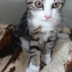 KOT Z INTERWENCJI 28.08.2024