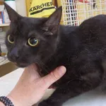 Znaleziono kota, Łódź, 27 sierpnia 2024