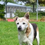 Znaleziono psa, Lublin, 29 sierpnia 2024