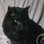 Przyjęty: 2024-08-30 Gmina: Oświęcim Płeć: Kotka Opis: europejska, czarne