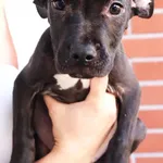 Znaleziono psa, Łódź, 28 sierpnia 2024