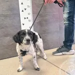 Znaleziono psa, Chełmek, 30 sierpnia 2024