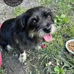 Kokos z Przytuliska w Wolsztynie szuka domu 🙂 Psiak błąkał się od pewnego czasu w Gościeszynie, 10 sierpnia 2024r. udało się go złapać i przyjechał do nas. Kokos to małego rozmiaru, młody, sympatyczn