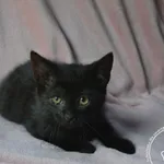 Przyjęty: 2024-08-30 Gmina: Brzeszcze Płeć: Kotka Opis: europejska, czarne