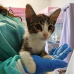 Nr: 405/2024 - Kot z Świdnica Miasto