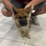 Nr: 407/2024 - Pies z Świdnica W.