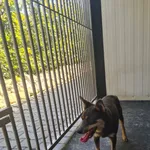 Przyjęty: 2024-08-30 Gmina: Libiąż Płeć: Suka Opis: mieszaniec, czarne-podpalane