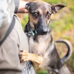 Dingo - zwykły niezwykły psiak szuka domu