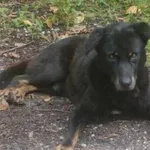 Zaginął pies w Starym Dzikowie na Podkarpaciu