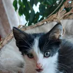 Maleńka KICIA Marcelinka szuka domu!