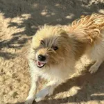 Pies do adopcji, Przyborówko, 30 sierpnia 2024