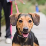 Lola 403/2024 REZERWACJA