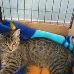 Nr: 413/2024 - Kot z Świdnica Miasto