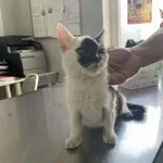 Nr: 408/2024 - Kot z Prochowice