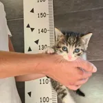 Przyjęty: 2024-09-02 Gmina: Brzeszcze Płeć: Kocur Opis: europejska, buro-białe