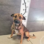 Przyjęty: 2024-09-02 Gmina: Morawica Płeć: Pies Opis: mieszaniec, tricolor