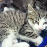 Nr: 410/2024 - Kot z Świebodzice Miasto