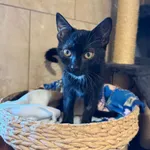 Kot do adopcji, Korabiewice, 1 września 2024