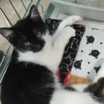 Nr: 412/2024 - Kot z Świdnica Miasto