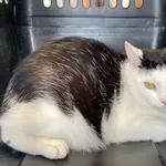 Nr: 409/2024 - Kot z Świebodzice Miasto