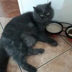 Zaginął kot dnia 01.09.2024 koło godziny 12:30 Stary Fordon ul. Cechowa, Komisji Edukacji Narodowej, 2 Października 