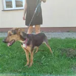 Nr: 419/2024 - Pies z Lubin