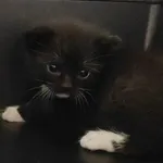 Kocurek poz. 24/565/K