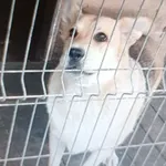 Suczka pilnie potrzebuje domu